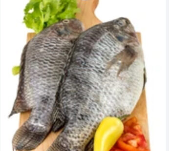 Mojarra Tilapia