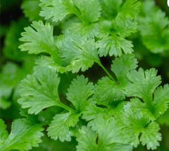 Cilantro / pieza